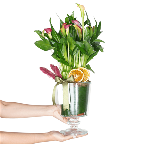 Pink Calla Lily Premium Gift (Gala Bitkisi Aranjmanı)