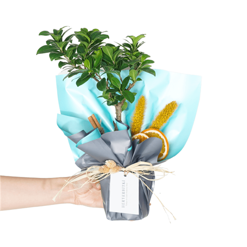 Bonsai Ficus Ginseng Gift (Bonsai Ağacı Şans & Bereket Ağacı)