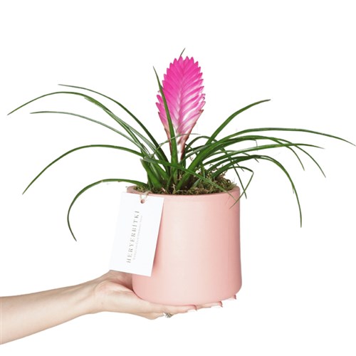Air Plant Tillandsia (Pembe Hava Çiçeği)