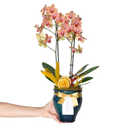 Premium Bloom Coral Orchids (Vazoda Ateş Orkide Aranjmanı)
