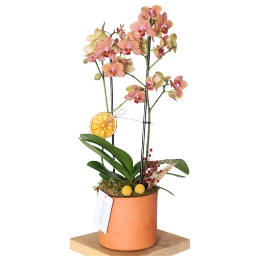 Bloom Coral Orchids (Ateş Orkide Aranjmanı)