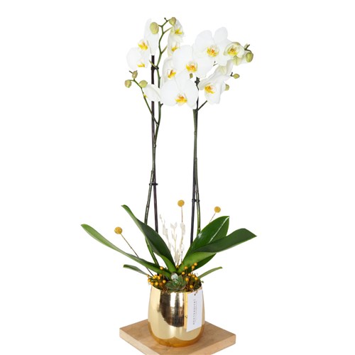 Premium Gold White Orchid (Altın Rengi Vazoda Beyaz Orkide)
