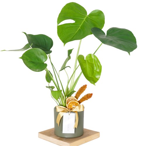 Monstera Gift (Saksılı Hediye Deve Tabanı)
