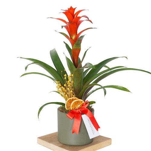 Guzmania Gift (Hediye Guzmanya Çiçeği)