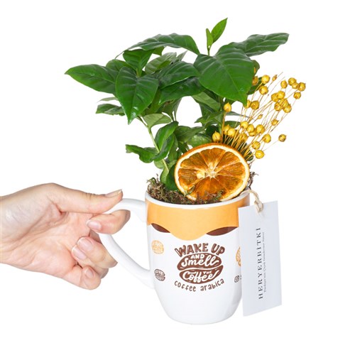 Wake Up Coffea Arabiaca (Kupada Kahve Aranjmanı)