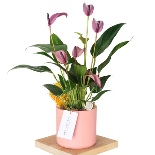 Pembe Saksıda Lila/Pembe Antoryum Gift