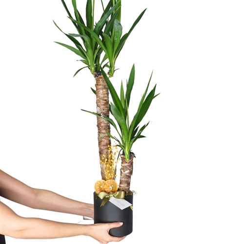 Yucca Gift (2 Gövdeli Yuka Çiçeği)