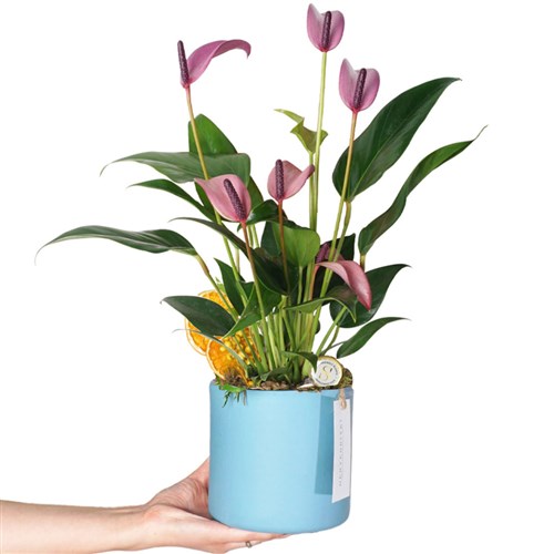 Mavi Saksıda Lila/Pembe Antoryum Gift