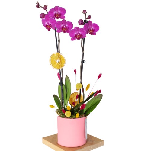 Pembe Saksıda Mor Orkide