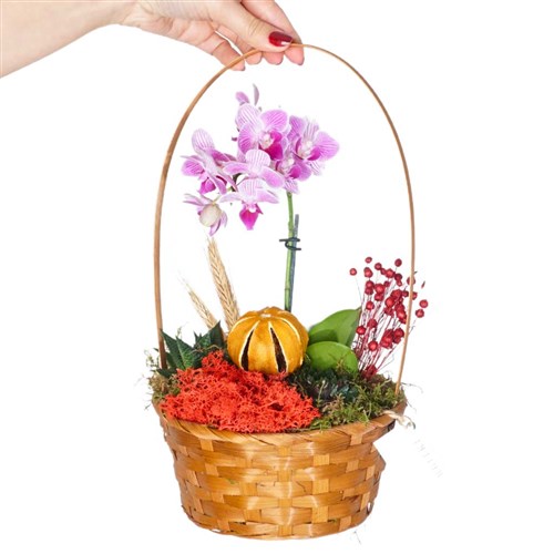 Orchid Gift Basket (Sepette Mor Orkide Aranjmanı)