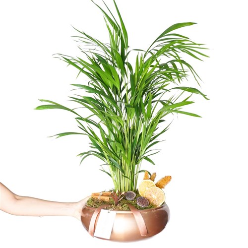 Premium Palm Gift (Areka Palmiyesi Tasarımı)