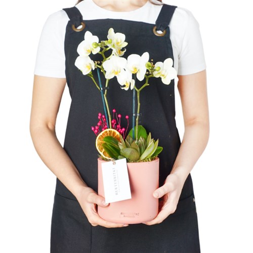 Pink White Orchid (Pembe Saksılı Beyaz Orkide 2'li)
