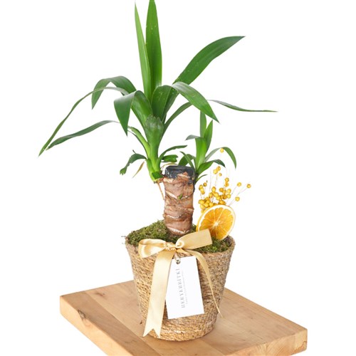 Yucca Basket (Tek Gövdeli Yuka)