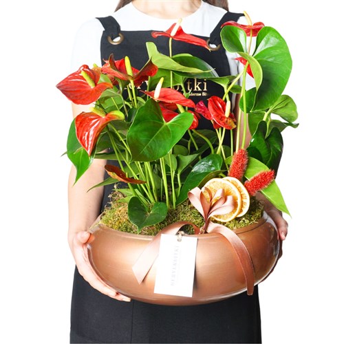 Premium Anthurium (Antoryum Bahçesi Tasarımı)