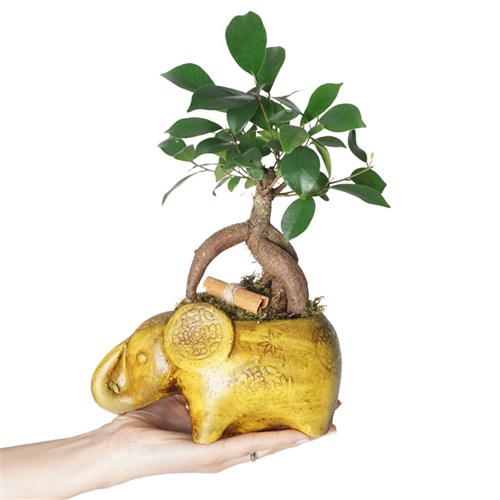 Lucky Charm (Şans Fili Bonsai Tasarımı)