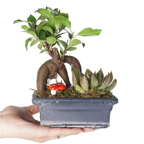 Lucky Charm Bonsai Design (Şans Bonsai ve Sukulent Tasarımı)