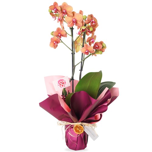Coral Orchid Gift (Ateş Orkide Aranjmanı)