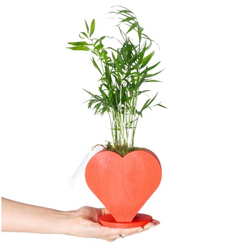 Growing Heart (Kalp Saksıda Palmiye Aranjmanı)