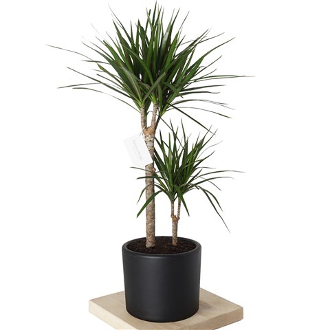 Draceana Marginata Bakm ve zellikleri - Heryerbitki