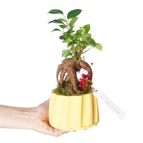 Harmony Bonsai Gift (Bonsai Aranjmanı)