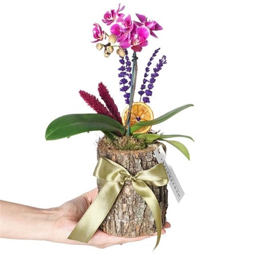Wooden Purple Orchid Gift (Kütükte Mor Orkide Aranjmanı)