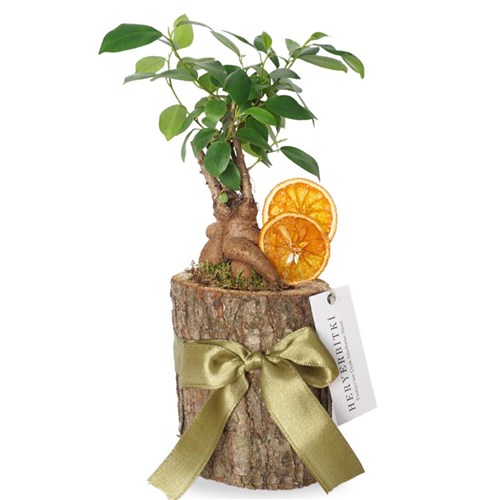 Wooden Bonsai Gift (Kütükte Bonsai Ağacı)