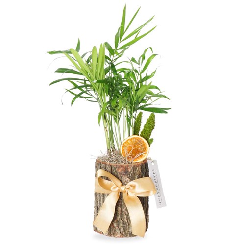 Wooden Palm Gift (Kütükte Palmiye Aranjmanı)