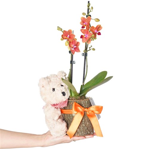 Sweetest Coral Gift (Ateş Orkide ve Ayıcık Aranjmanı)