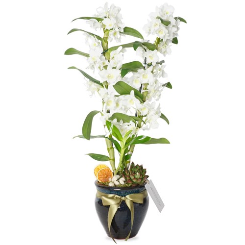 Premium Vazoda Beyaz Dendrobium Aranjmanı