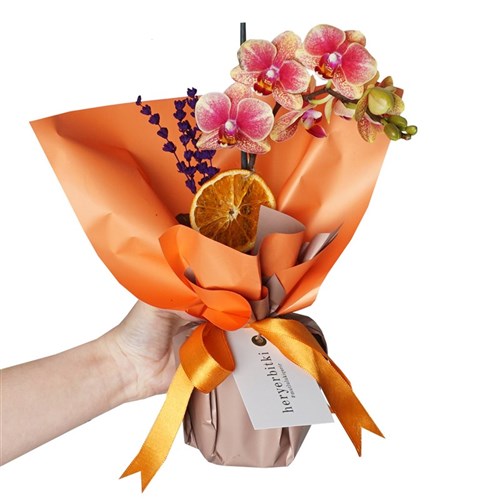Phalaenopsis Coral Orchids Gift (Coral Ateş Orkide)