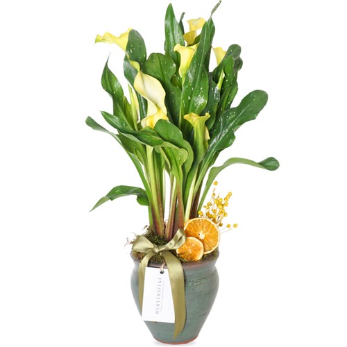 Yellow Gala Gift (Premium Vazoda Sarı Gala Çiçeği)