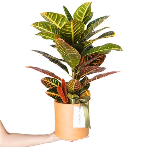 Croton Petra Gift (Kraton Çiçeği Aranjmanı)