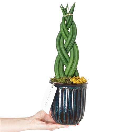 Premium Sanseveria (Vazoda Örgülü Paşa Kılıcı Aranjmanı)