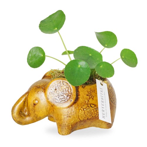 Good Luck Pilea (Şans Fili ve Para Çiçeği Aranjmanı)