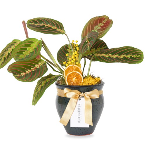 Premium Vazoda Maranta Dua Çiçeği Gift