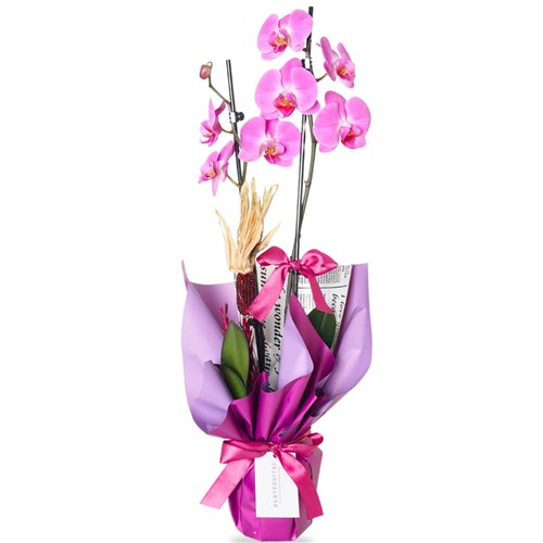 Emotion Purple Orchid (Mor Orkide Aranjmanı)