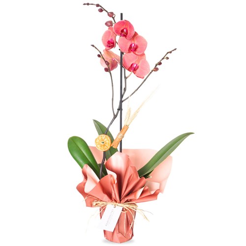 Adorable Coral Orchid Gift (Ateş Orkide Aranjmanı)