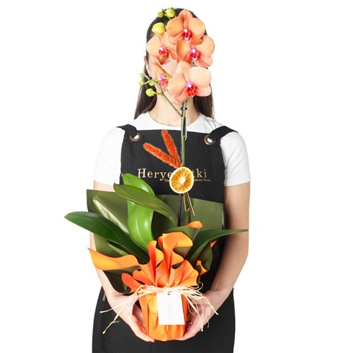 Marmalade Coral Orchid Gift (Ateş Orkide Aranjmanı)