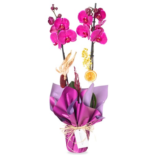 Gorgeous Purple Orchid (Mor Orkide Aranjmanı)