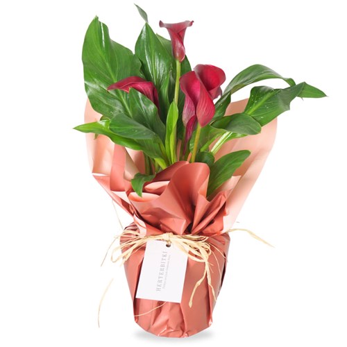 Pink Gala Gift