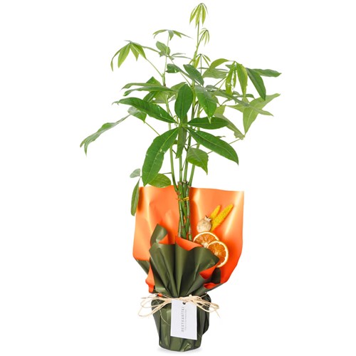 Pachira Gift (Örgü Gövdeli Pachira)