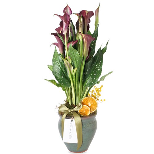 Purple Gala Gift (Premium Vazoda Bordo Gala Çiçeği)