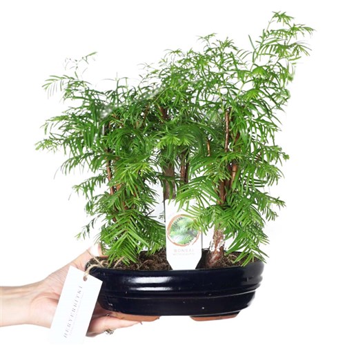 Özel Tür Bonsai Yaşam Ağacı