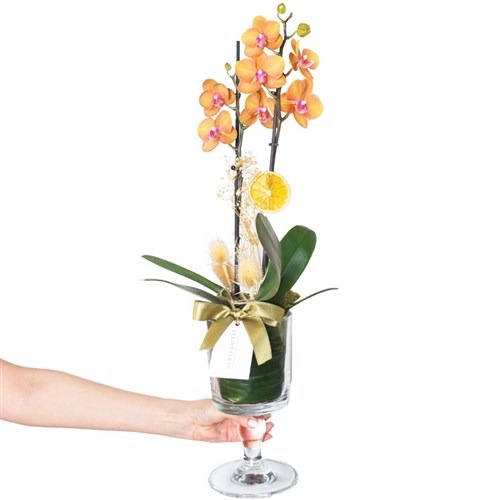 Premium Coral Orchid Gift (Cam Vazoda Coral Orkide)