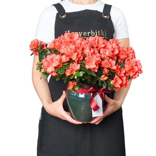 Premium Vazoda Açelya Çiçeği