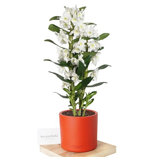 Dendrobium White (Beyaz Kokulu Orkide)