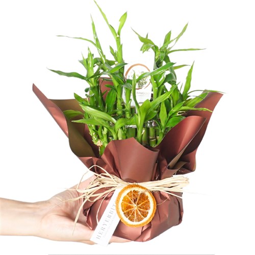 Bamboo Gift (Hediye Paketli Bambu)