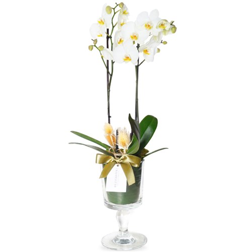 Premium White Orchid (Cam Vazoda Beyaz Orkide)