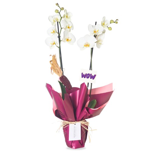 Wow Orchid (Beyaz Orkide 2 Dallı Tasarımı)