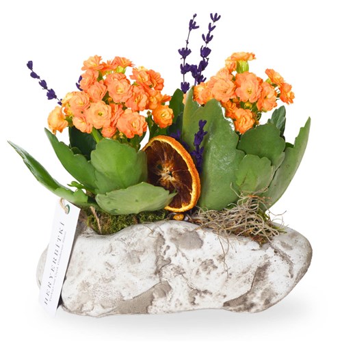 Orange Flower Of Kalanchoe (Turuncu Çiçekli Kalanşo Aranjmanı)